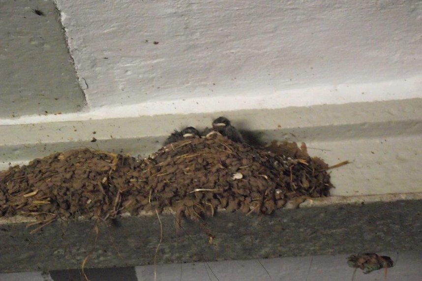 Schwalben, Liebe, Heimatort - Kurt Frank in Kleinbodungen