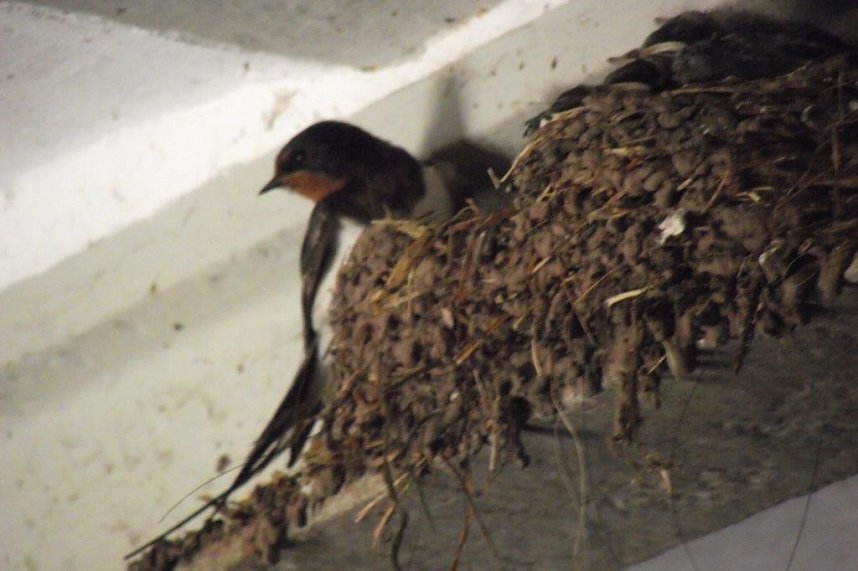 Schwalben, Liebe, Heimatort - Kurt Frank in Kleinbodungen