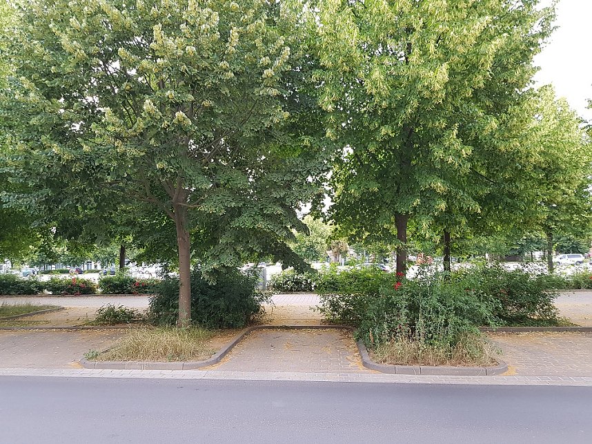 Mangelnde Pflege am August-Bebel-Platz