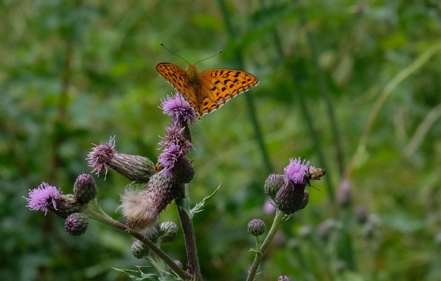 Peter Blei an der Neust&auml;dter Talsperre