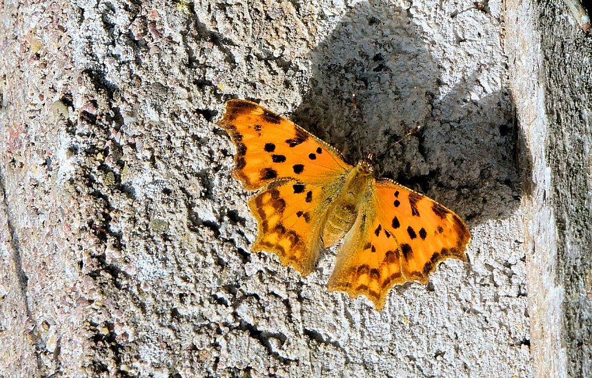 Peter Blei an der Neust&auml;dter Talsperre