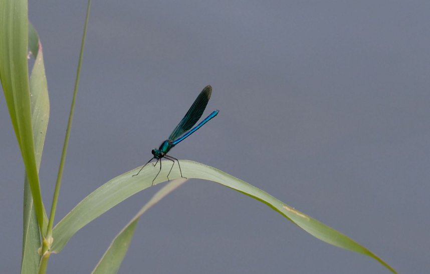 Peter Blei an der Neust&auml;dter Talsperre