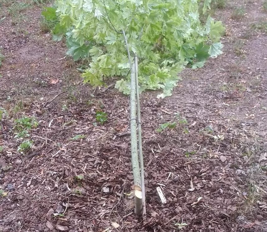 Vandalismus im Park Hohenrode