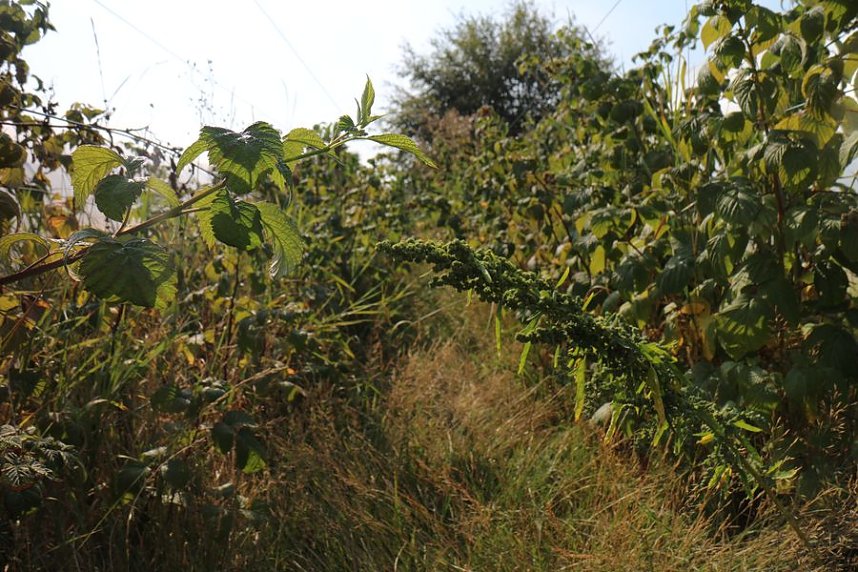 Ein Besuch beim &ouml;kologischen Gartenbau in Salza