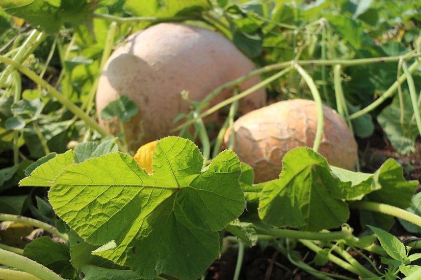 Ein Besuch beim &ouml;kologischen Gartenbau in Salza