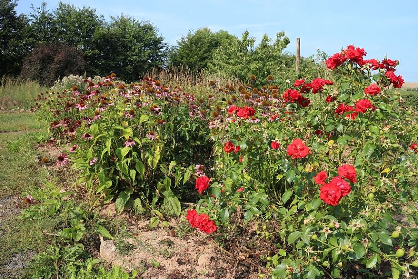 Ein Besuch beim &ouml;kologischen Gartenbau in Salza