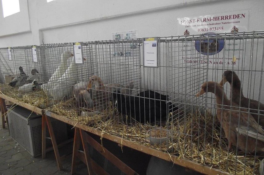 Archetierschau auf der Forstfarm