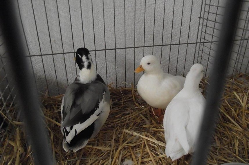 Archetierschau auf der Forstfarm