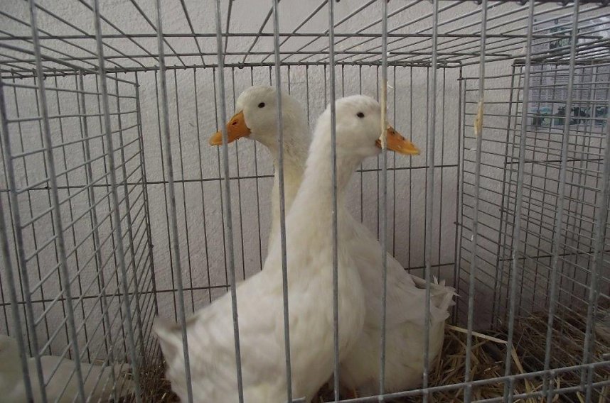 Archetierschau auf der Forstfarm