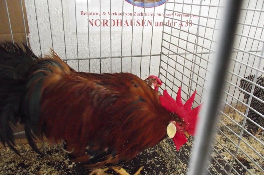 Archetierschau auf der Forstfarm