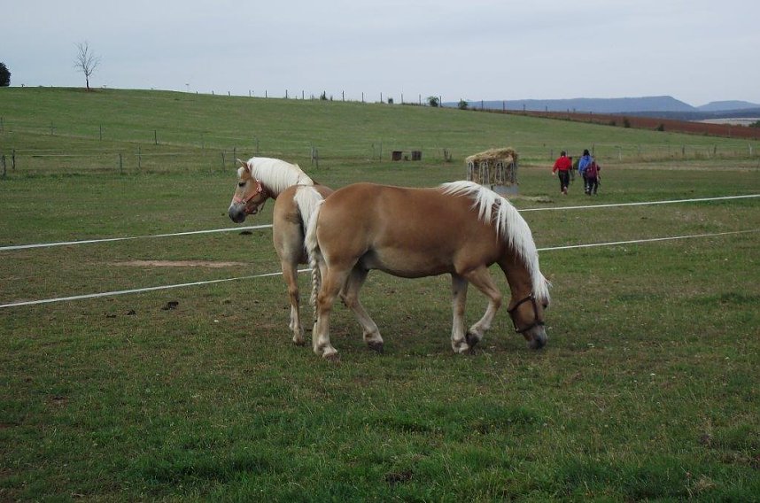 Archetierschau auf der Forstfarm