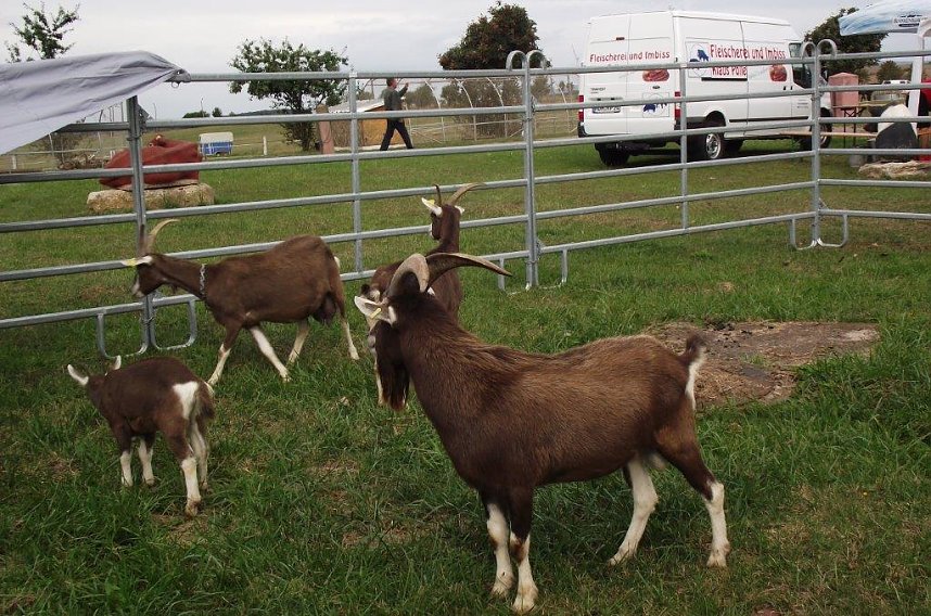 Archetierschau auf der Forstfarm