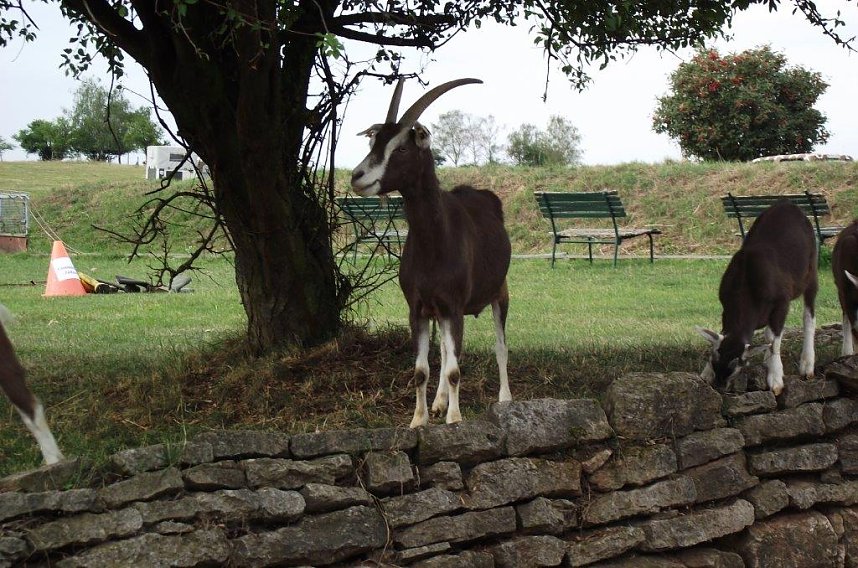 Archetierschau auf der Forstfarm