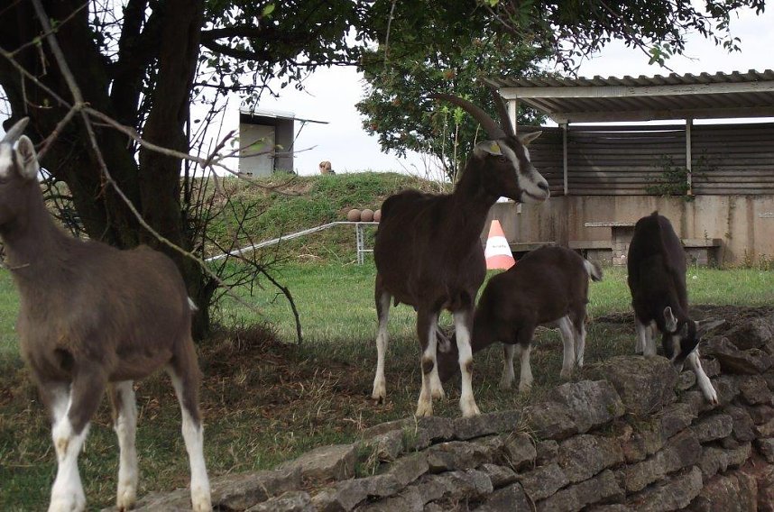 Archetierschau auf der Forstfarm