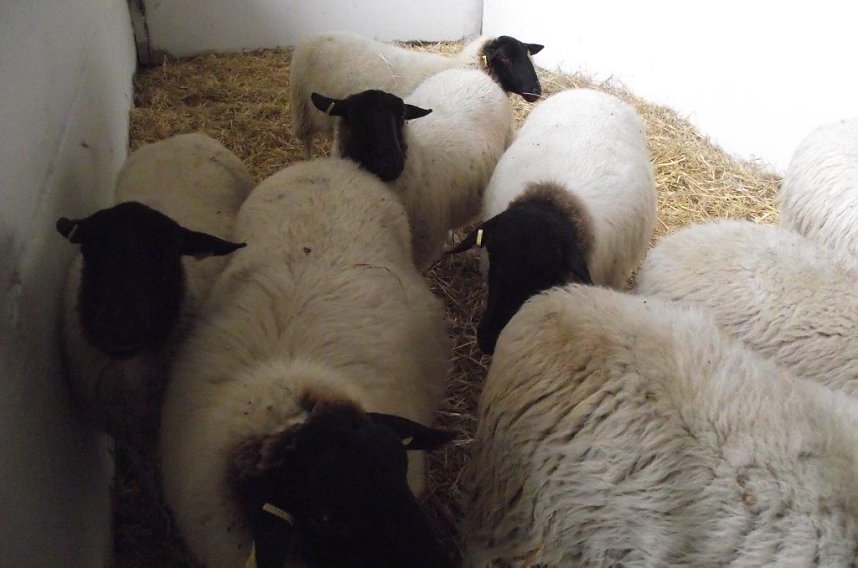 Archetierschau auf der Forstfarm