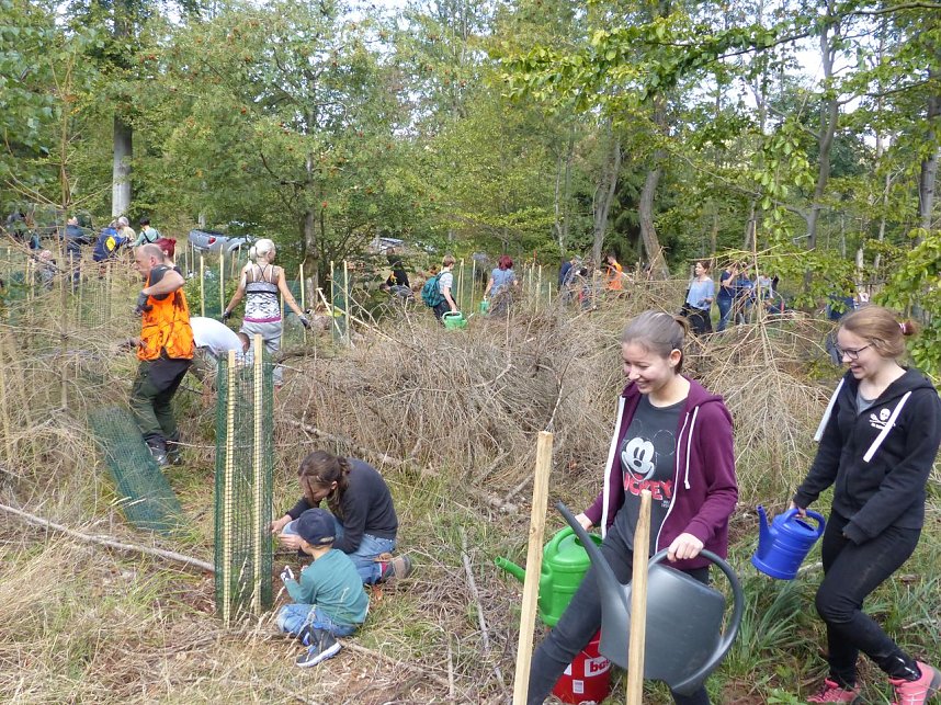 1.000 Wei&szlig;tannen gepflanzt