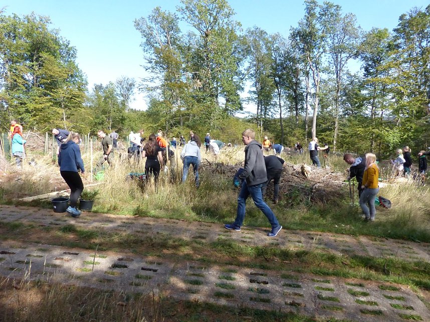 1.000 Wei&szlig;tannen gepflanzt