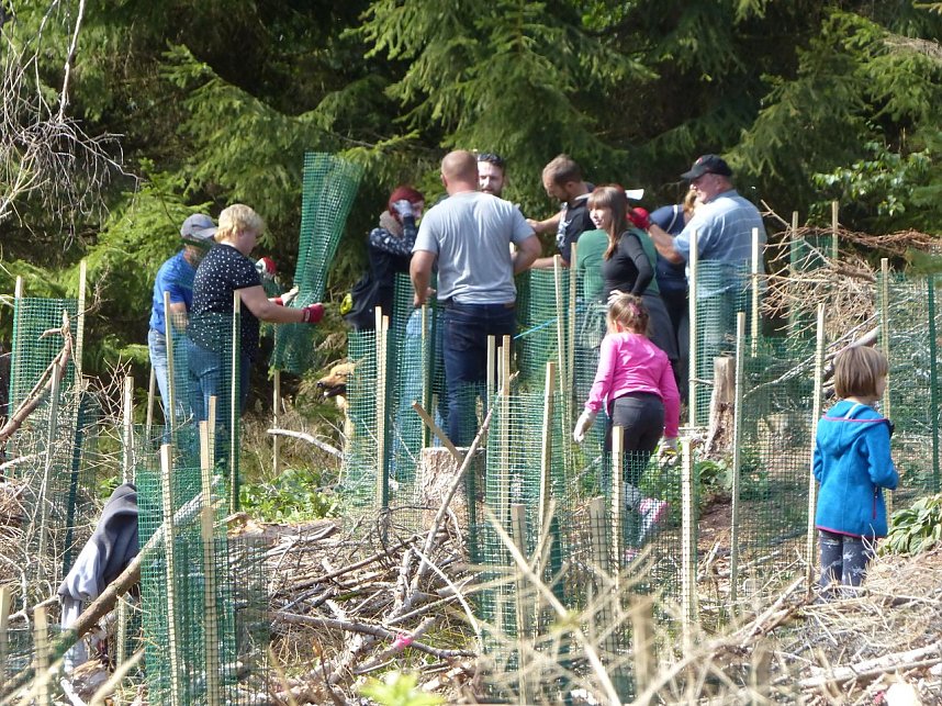 1.000 Wei&szlig;tannen gepflanzt