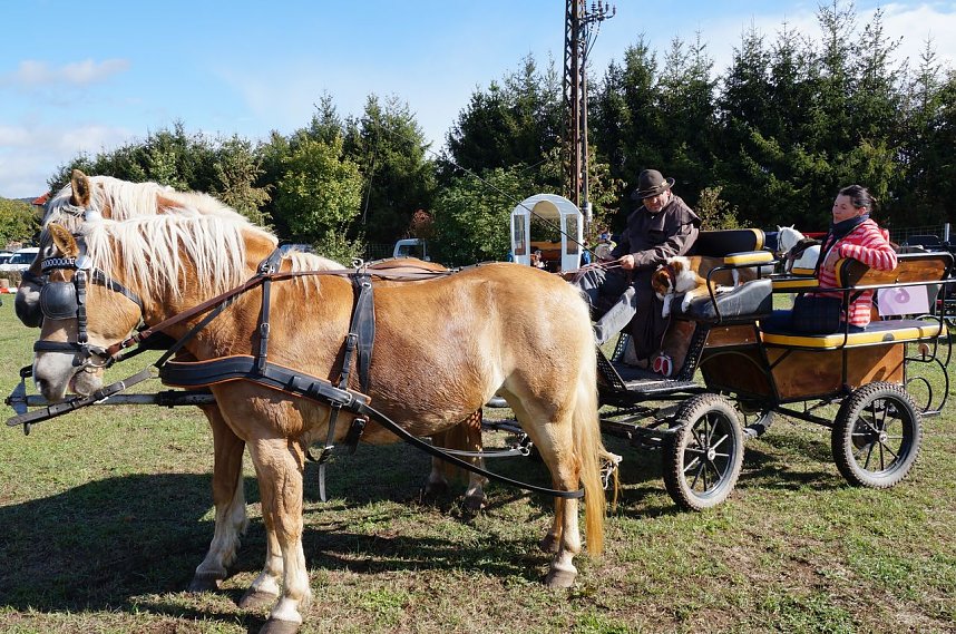 S&uuml;dharz Rallye f&uuml;r Pferdegespanne