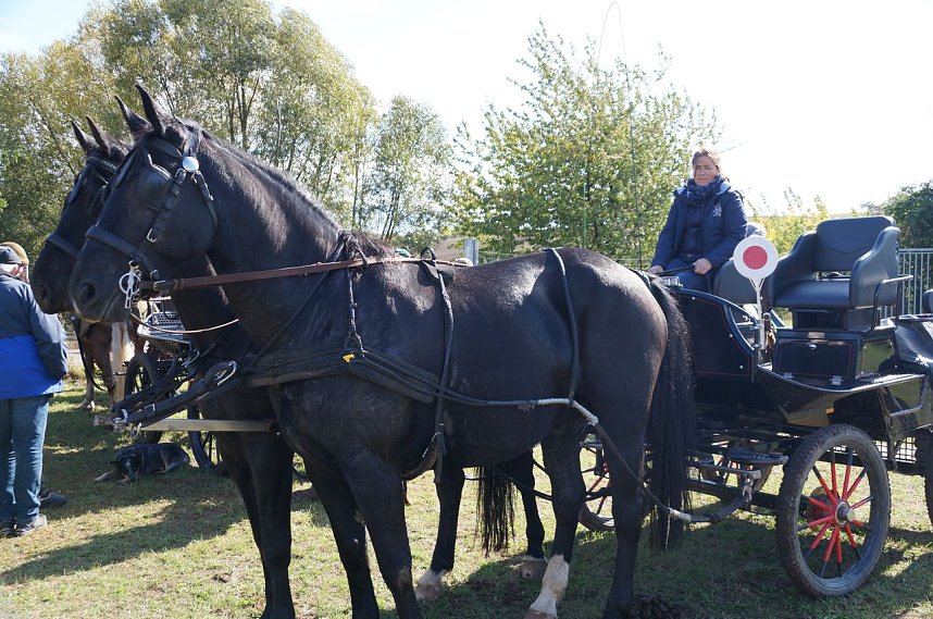 S&uuml;dharz Rallye f&uuml;r Pferdegespanne