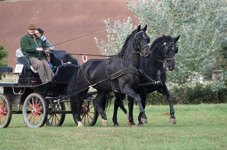 S&uuml;dharz Rallye f&uuml;r Pferdegespanne