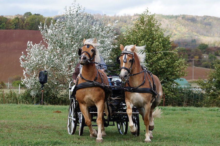 S&uuml;dharz Rallye f&uuml;r Pferdegespanne