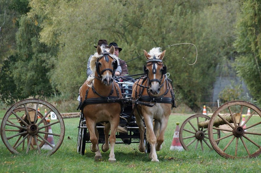 S&uuml;dharz Rallye f&uuml;r Pferdegespanne