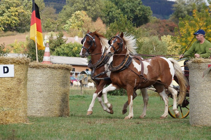 S&uuml;dharz Rallye f&uuml;r Pferdegespanne