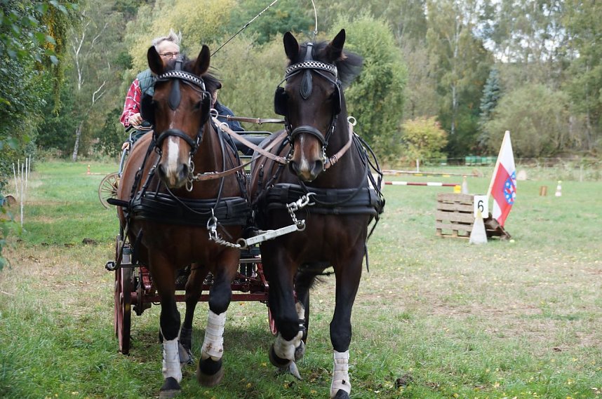 S&uuml;dharz Rallye f&uuml;r Pferdegespanne