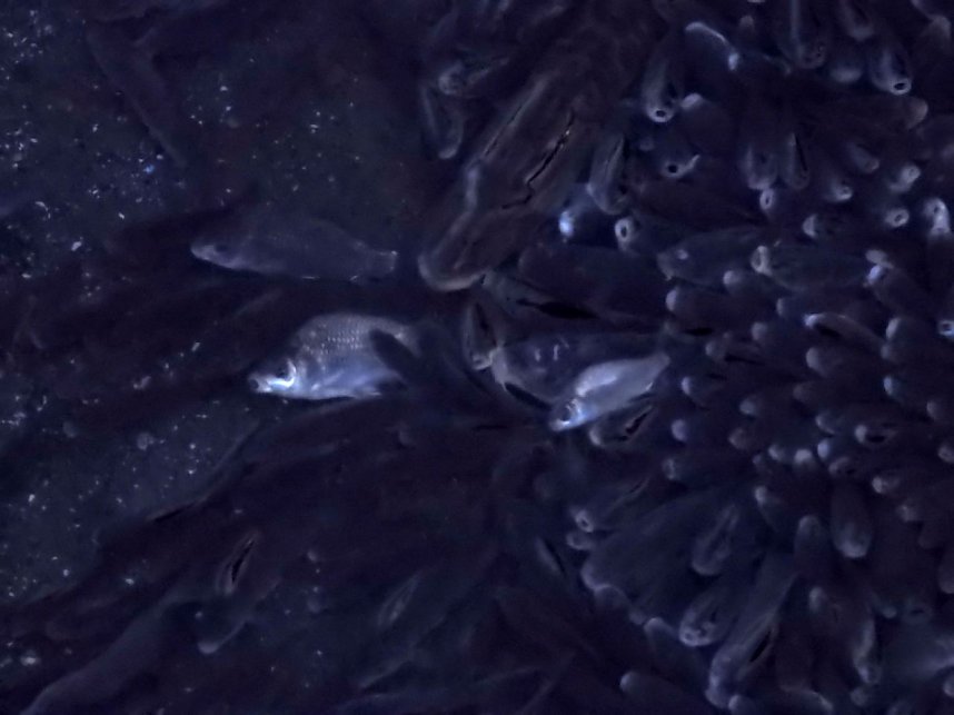 Das Sterben der Fische