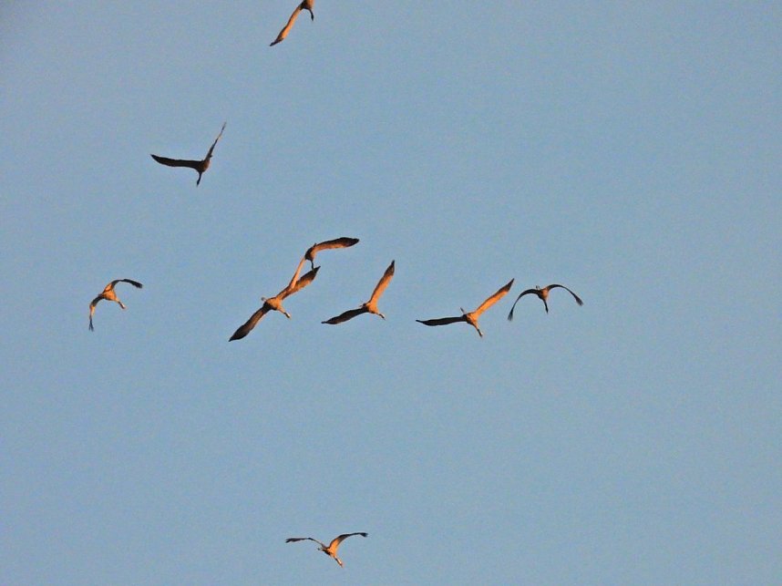Die letzten Kraniche im Anflug