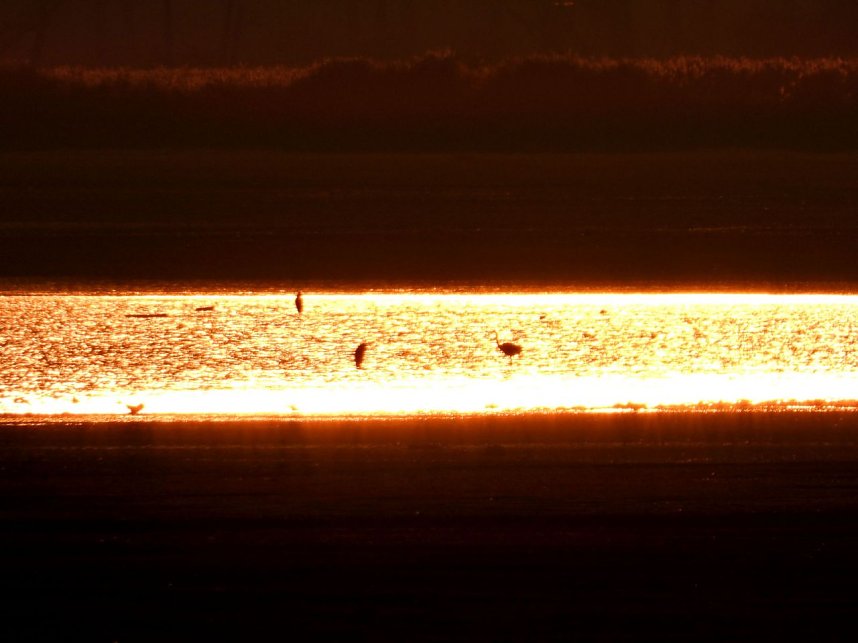 Die letzten Kraniche im Anflug