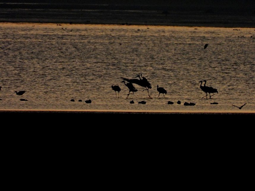 Die letzten Kraniche im Anflug