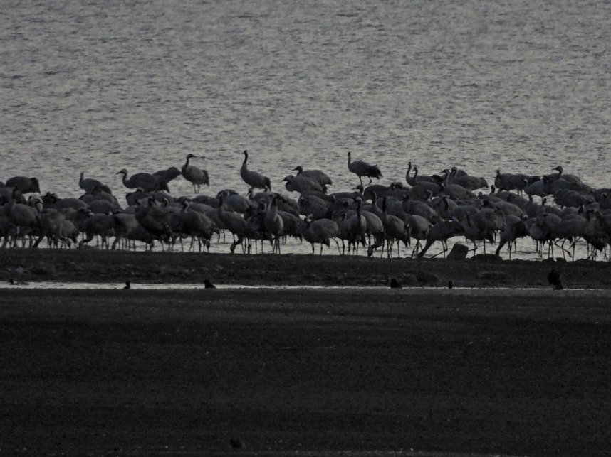 Die letzten Kraniche im Anflug