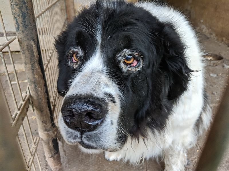 Tierschutzorganisation erhebt Vorw&uuml;rfe gegen Hundez&uuml;chterin aus Bleicherode