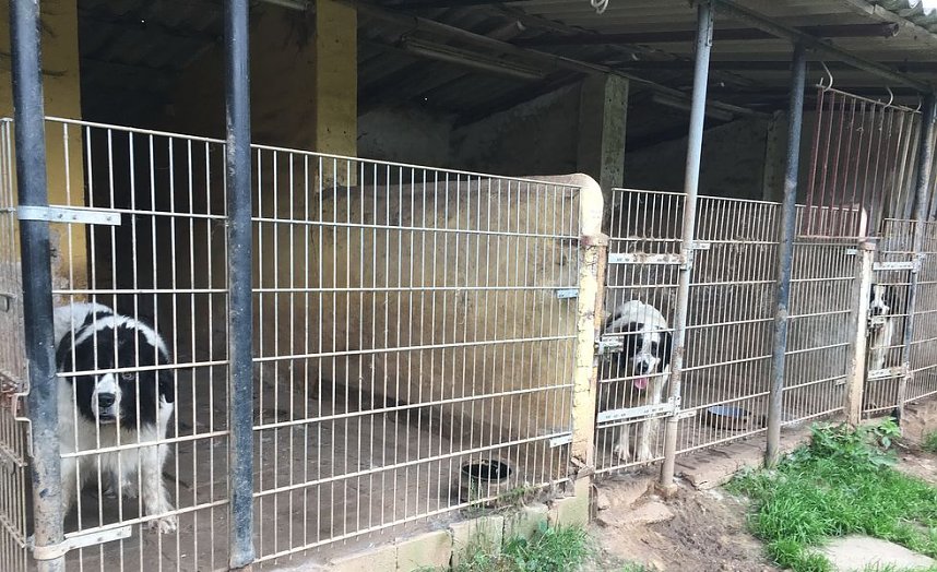 Tierschutzorganisation erhebt Vorw&uuml;rfe gegen Hundez&uuml;chterin aus Bleicherode