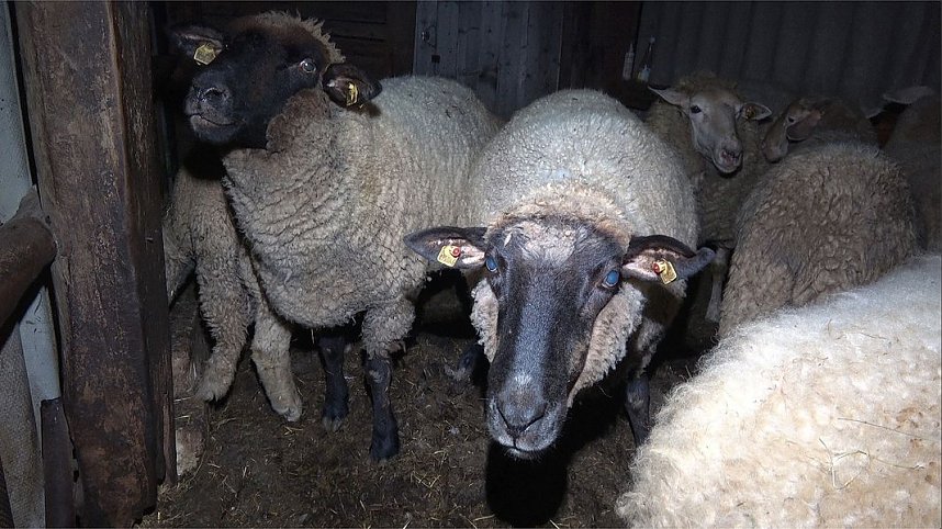 Tierschutzorganisation erhebt Vorw&uuml;rfe gegen Hundez&uuml;chterin aus Bleicherode