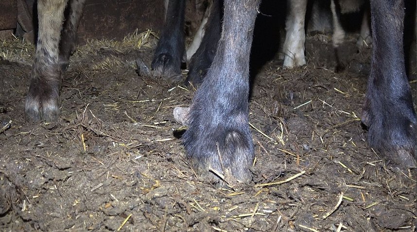 Tierschutzorganisation erhebt Vorw&uuml;rfe gegen Hundez&uuml;chterin aus Bleicherode