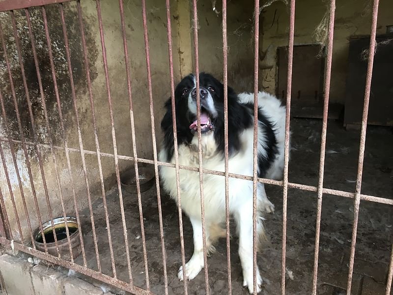 Tierschutzorganisation erhebt Vorw&uuml;rfe gegen Hundez&uuml;chterin aus Bleicherode