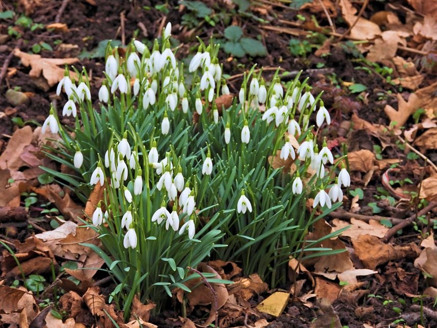 Winterlinge im Februar