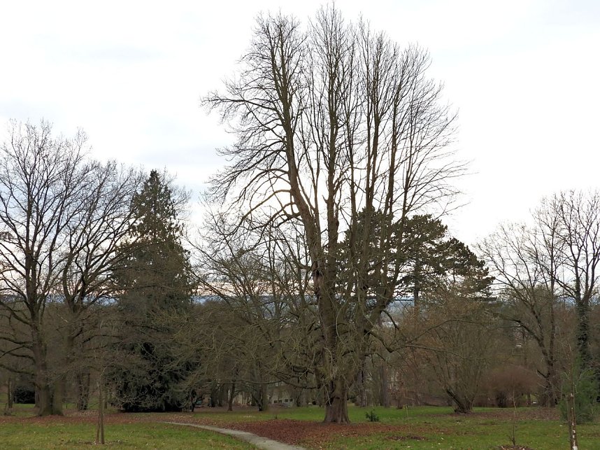 Winterlinge im Februar