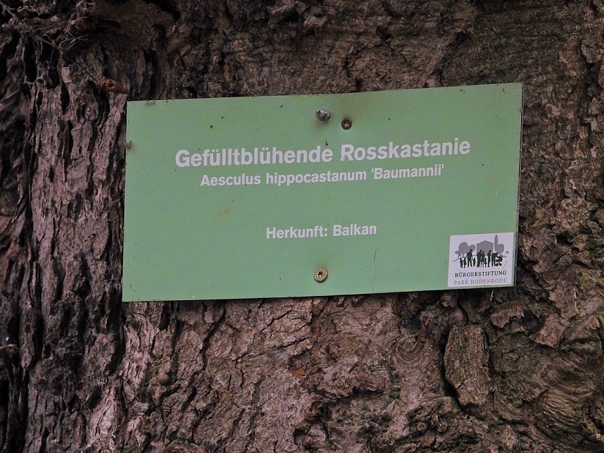 Winterlinge im Februar