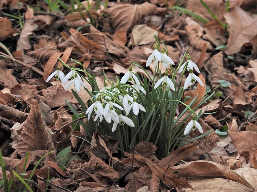 Winterlinge im Februar