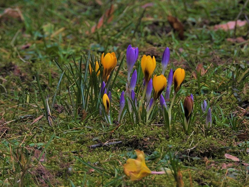 Winterlinge im Februar