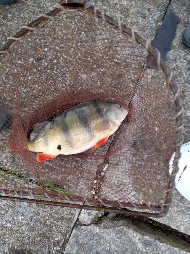 Notabfischunbg Kelbra