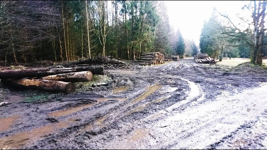 ...und still ruht der Wald...