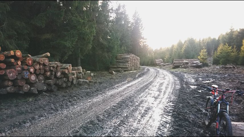 ...und still ruht der Wald...