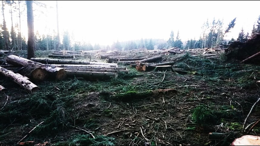 ...und still ruht der Wald...