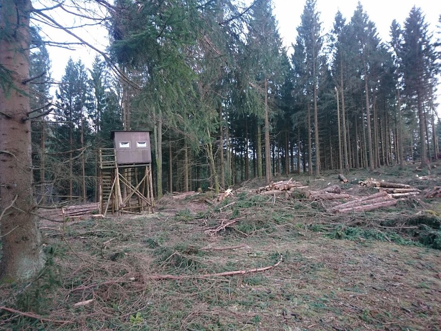 ...und still ruht der Wald...