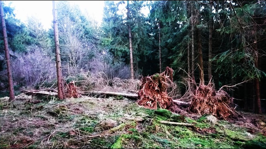 ...und still ruht der Wald...